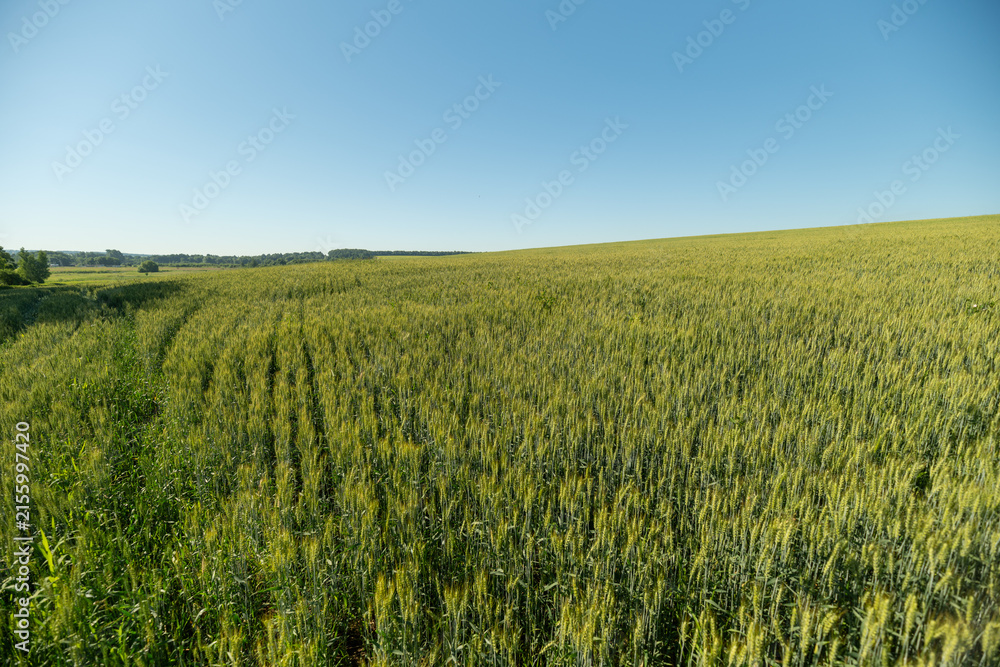 Obraz premium Golden wheat field stretches under a clear blue sky on a sunny day inviting tranquility and the beauty of nature