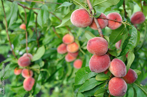  close-up of ripe organic peaches on a tree branch