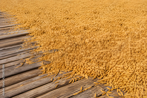 Golden Rice Grains Drying on Wooden Floor
