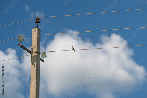 Картината върху платно Flock of birds resting gracefully on power lines against a backdrop of blue sky