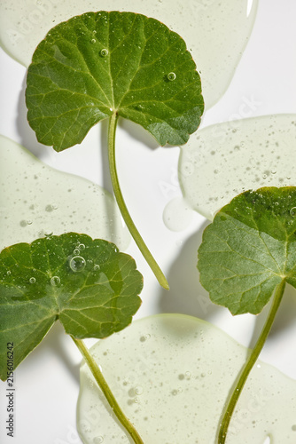 Fresh green Centella Asiatica leaves on liquid serum gel with bubbles texture on white background, top view flat lay. Organic Cica cosmetic extract ingredient for sensitive skincare and acne treatment