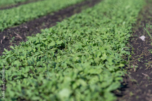 фотографія Fresh green radishes thrive in the sunlit fields, inviting harvesters to enjoy t