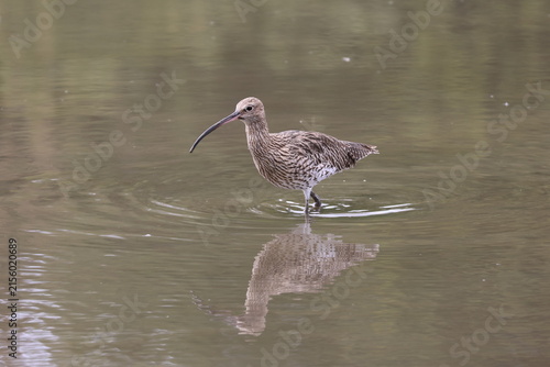 the Eurasian curlew (Numenius arquata)