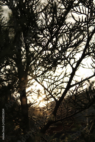 Картината върху платно sunlight streaming through the gaps between tree branches