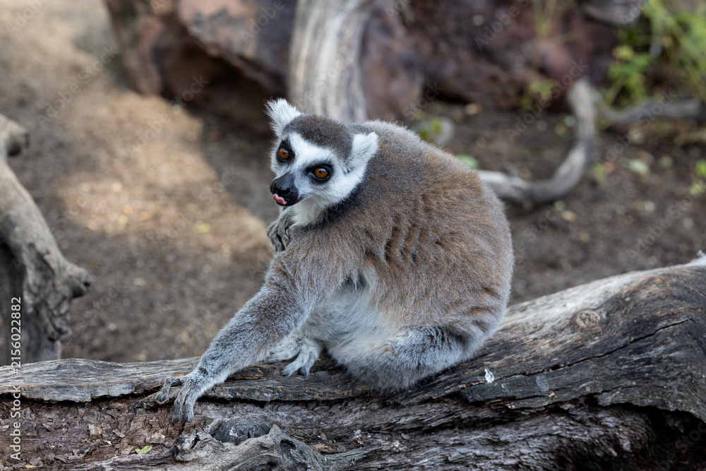Obraz premium Ring-tailed lemur sitting on a log, looking at the camera with its tongue out