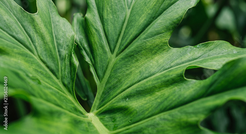 green leaf texture