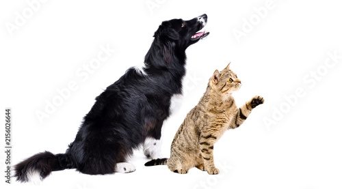 Playful Scottish Straight cat and Border Collie dog sitting together isolated on white background