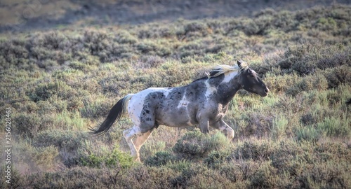 Canvastavla Nakai, Blue Roan Pinto Wild Mustang of the Sand Wash Basin, born in 2017