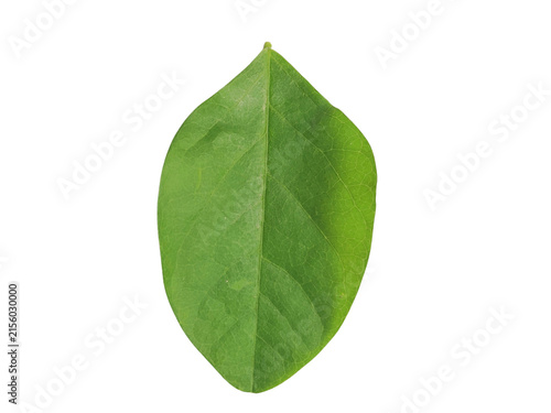 Fresh green leaf isolated on a clean white background