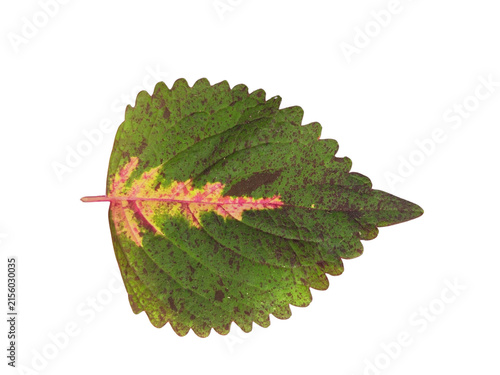 Variegated coleus leaf with green and pink patterns isolated on white background
