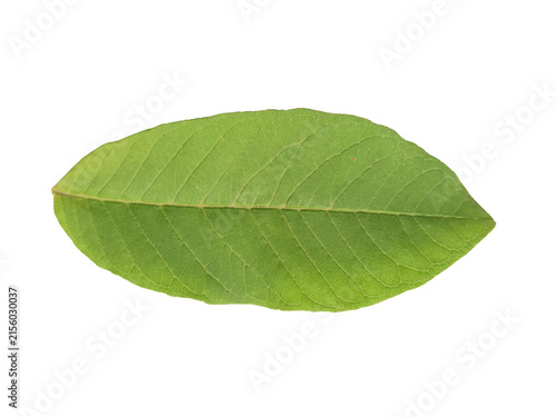 Fresh green guava leaf isolated on white background