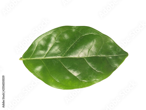 Fresh green leaf isolated on white background