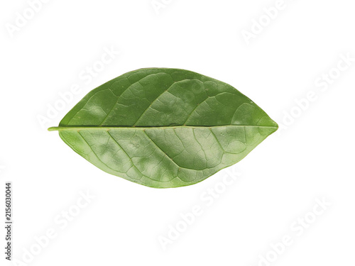 Fresh green leaf with visible veins isolated on white background