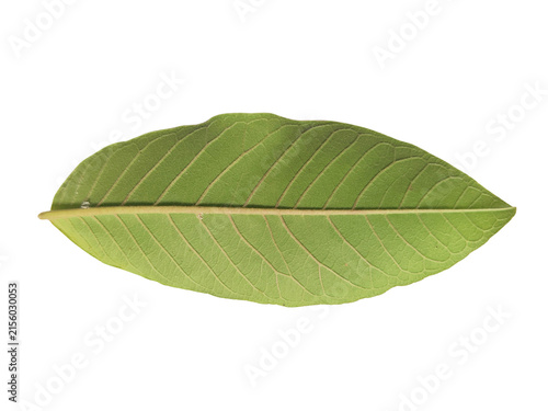 Underside of a green guava leaf isolated on white background