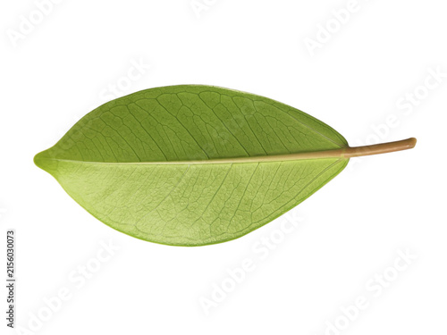 Bild auf Leinwand Close-up of green leaf showing vein structure isolated on white background
