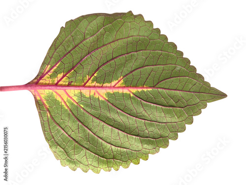 Coleus leaf with vibrant pink veins isolated on white background
