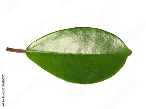 Glossy green leaf with stem isolated on white background