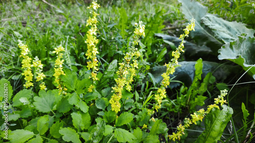 Agrimonia eupatoria. Common agrimony yellow flowers.