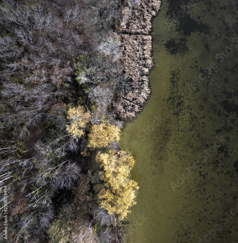 Photography Overhead top-down aerial drone view of a dark murky lake shoreline meeting a dense winter forest with pockets of vibrant golden yellow autumn trees
