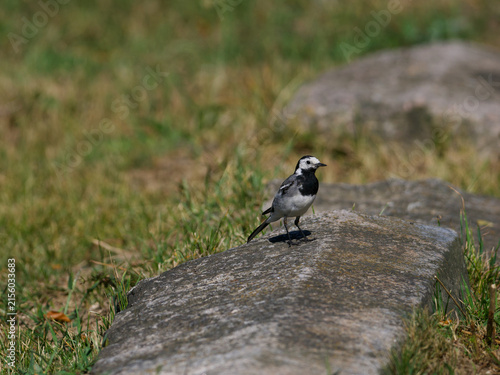 pied wagtail on a stone