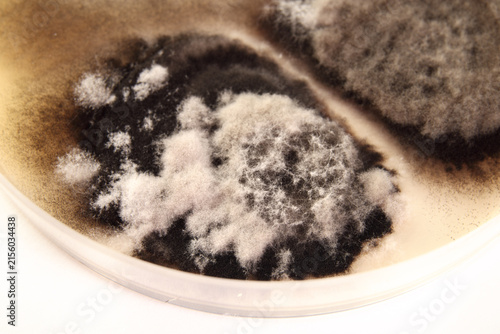 Foto Mold growing in petri dish
