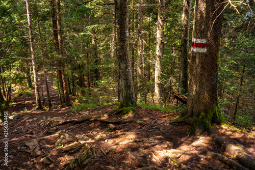 Red white painted hiking trail mark on tree in forest near Interlaken Switzerland in summer sunshine