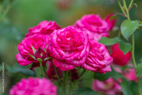 Cluster of vibrant pink garden roses in full bloom with dewy layered petals, lush green foliage and soft background, creating fresh romantic floral scene for decorative use
