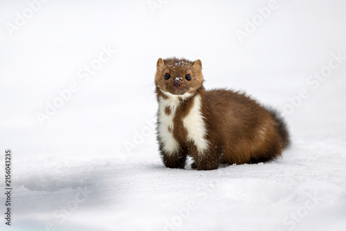 A rock marten ran out of the forest into a snowy clearing.