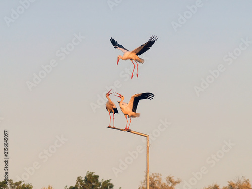 White storks competing for a roosting place on a street light at sunset, Ciconia ciconia