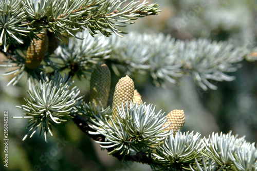 evergreen branches with upright cones - closeup with soft bokeh from shallow depth of field