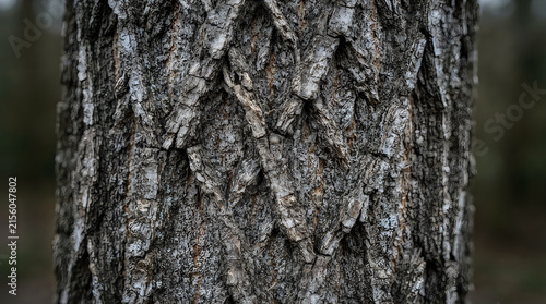 Detailed tree bark texture with shallow depth of field in natural outdoor lighting