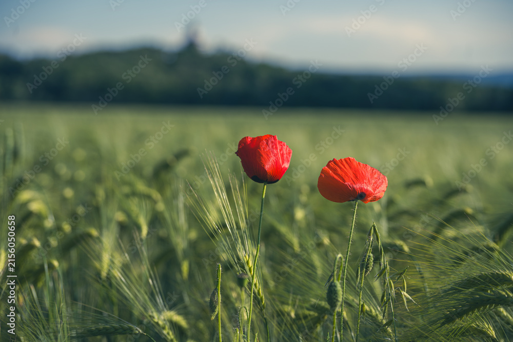 Naklejka premium Two bright poppy blossoms stand in a field of green grass. The sun shines down on the flowers as they sway gently in the breeze. There are distant hills in the background.