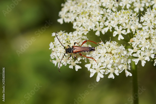 Картината върху платно Close up longhorn beetle Stenopterus rufus, family Cerambycidae)