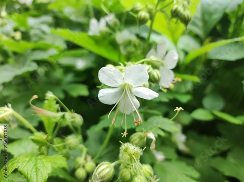 Принти на полотні White Rock crane's bill (Geranium macrorrhizum)