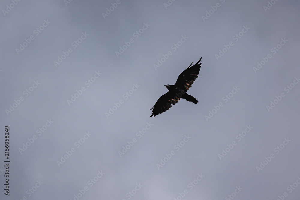 Naklejka premium Dark silhouette of a crow in flight against a grey overcast sky