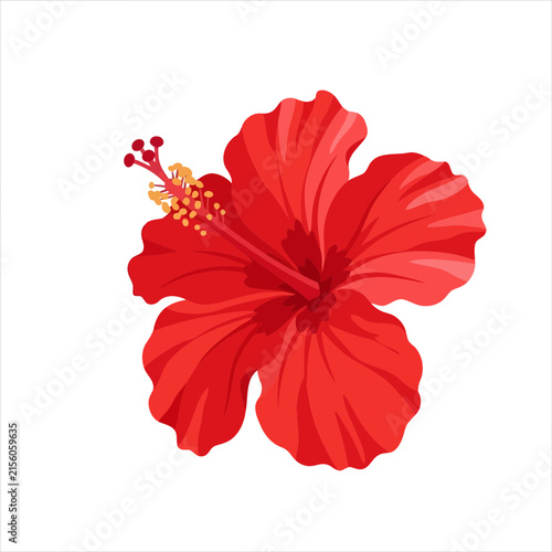 Red hibiscus flower isolated on white background
