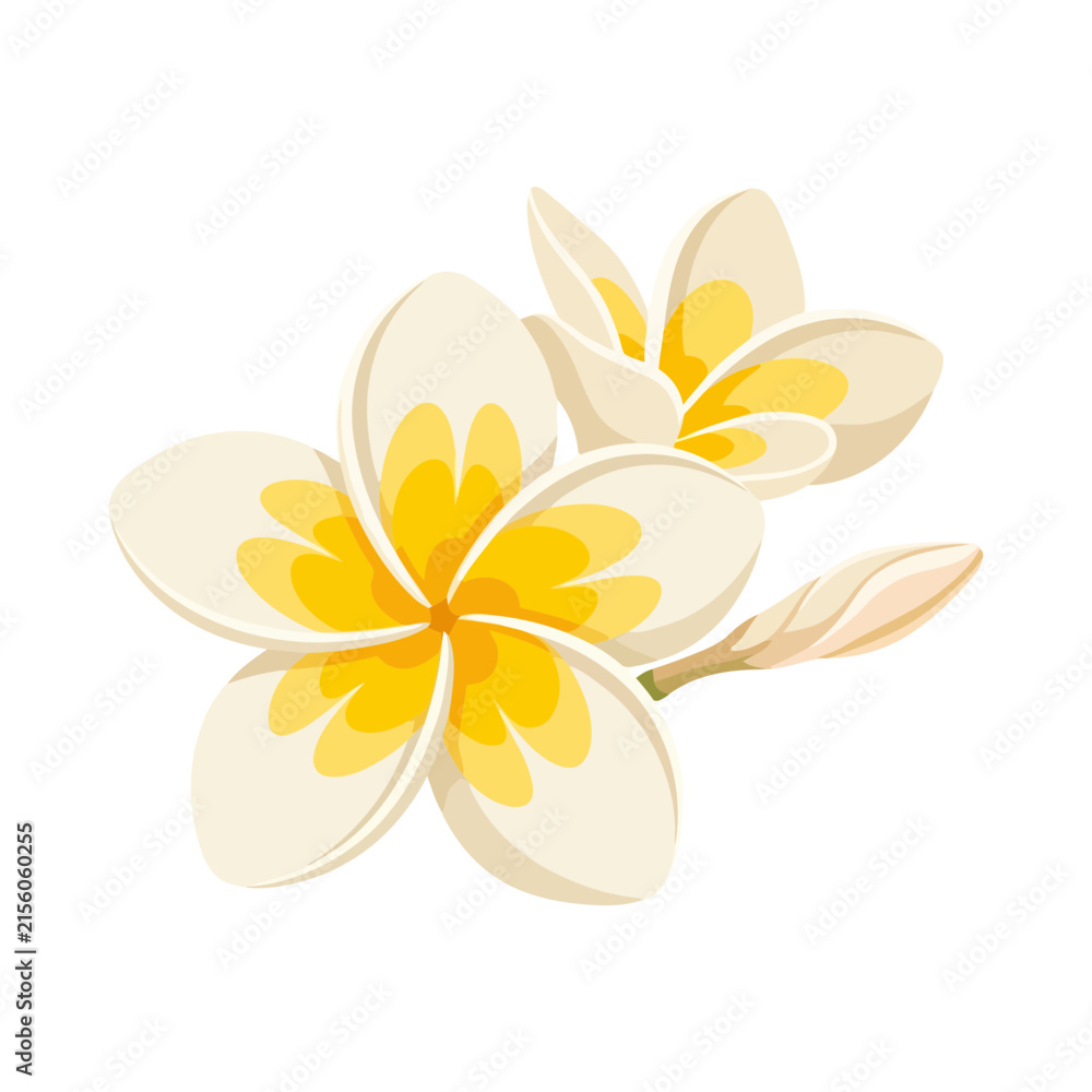 Fototapeta premium Set of white and yellow plumeria flowers
