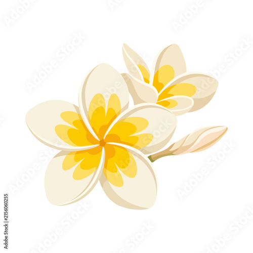 Set of white and yellow plumeria flowers
