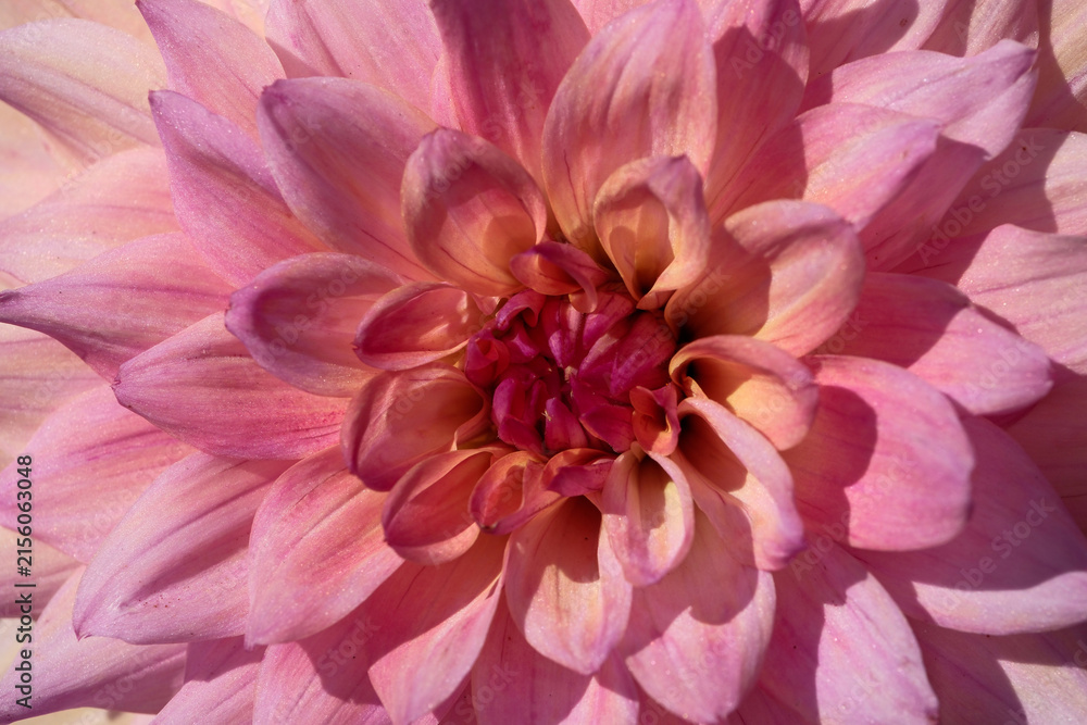 Obraz premium Pink dahlia flower background with yellow and magenta center macro