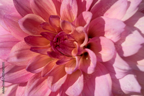 Pink dahlia flower petals close up dynamic macro background