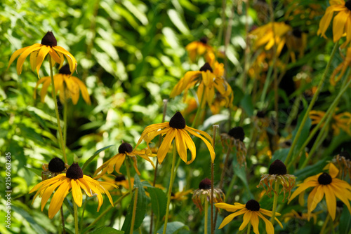 Yellow black eyed susan flowers blooming in summer garden