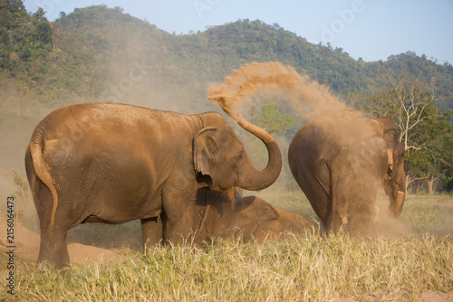 Canvas Print Asian elephants take a dust bath in Thailand