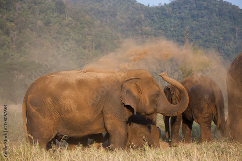 Canvas Print Asian elephants take a dust bath in Thailand