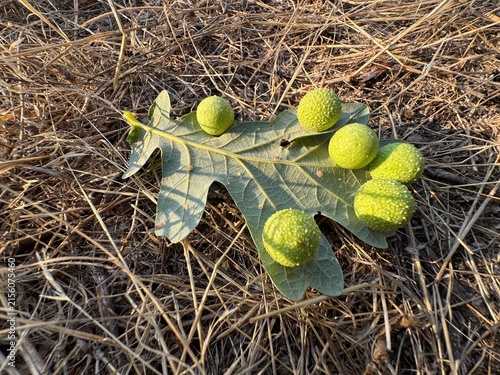 Foto A fallen oak leaf covered with spherical green oak galls resting on dry golden grass, highlighting natural forest details and botanical features