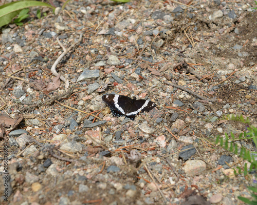 Quadro su tela White Admiral Butterfly On Hiking Path. Ontario, Canada