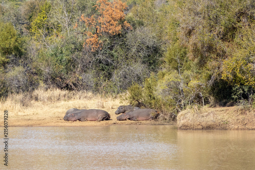 Foto Hippopotamus lying in the sun by a riverbank