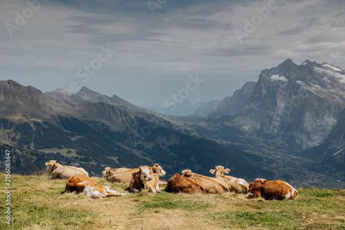 cows in the mountains