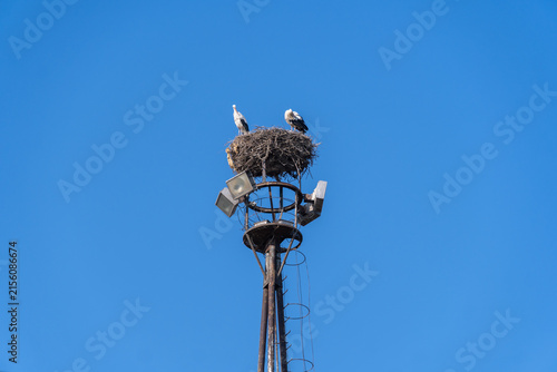 Storks nesting on urban lighting tower against blue sky