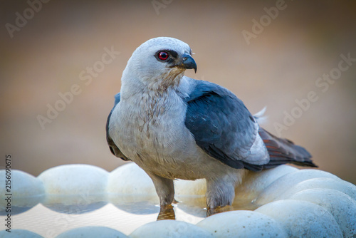 Mississippi kite closeup