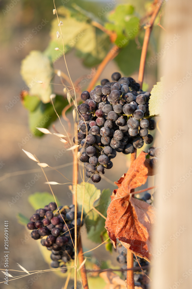 Naklejka premium Ripe red wine grapes growing on a vine in the Alto Douro wine region, Portugal